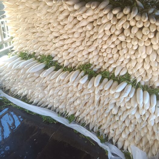 寻甸县云南高山生态种植区，海拔3000米，气候温和，欢迎洽谈，