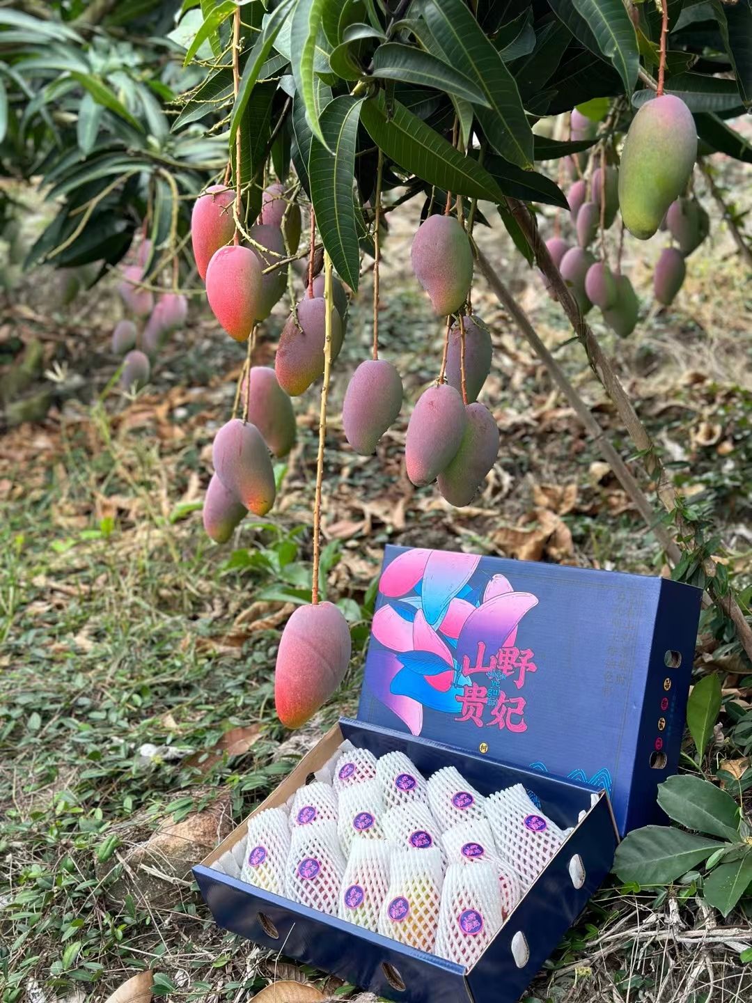 【顺丰包邮】海南树上熟贵妃芒，三亚贵妃芒，海南芒果