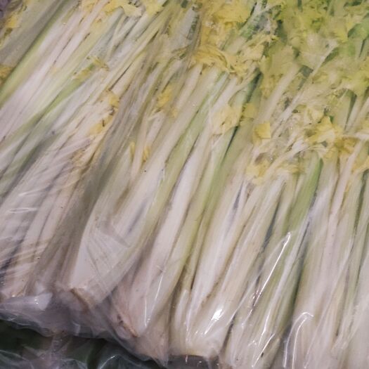 寿光市桂河窖藏黄心芹菜