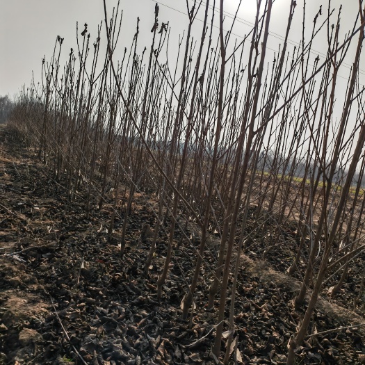 扶风县马哈利樱桃苗1公分起步