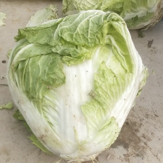 鄄城县秦白二号，大白菜，200万斤左右。
