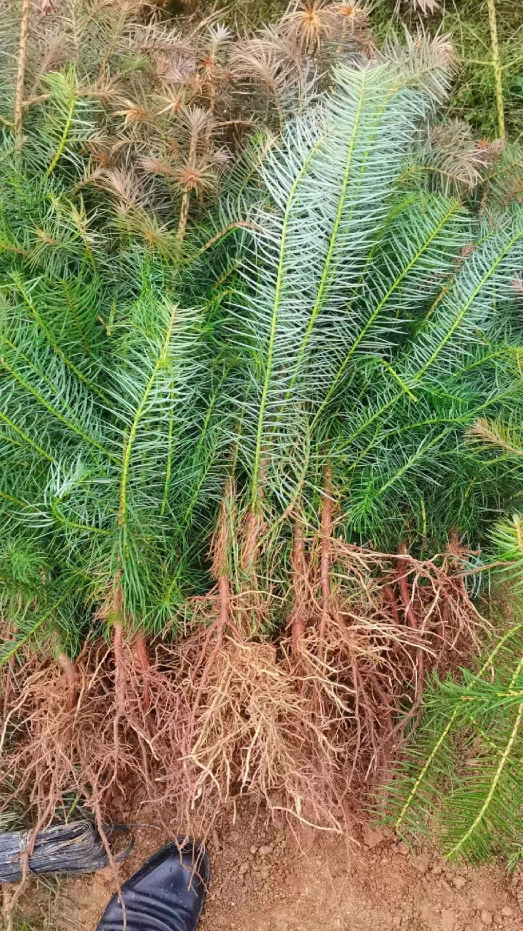 优等一年生红心杉木造林苗，适合全国各地山丘旱地土质栽培。