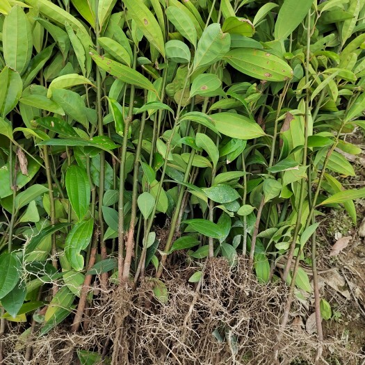 梧州大量出售肉桂苗   根须多  苗壮   批发价格
