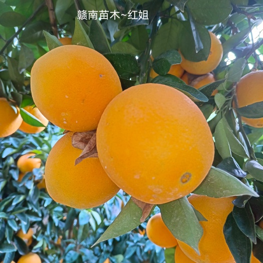 安远县赣南脐橙苗，纽荷尔脐橙苗，血橙苗