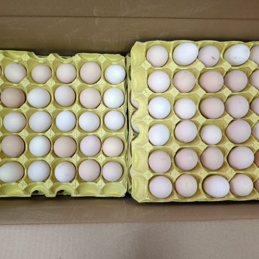 合肥黑凤土鸡蛋 口感好 双色蛋黄大 做月子蒸煮煎炒都为金黄色