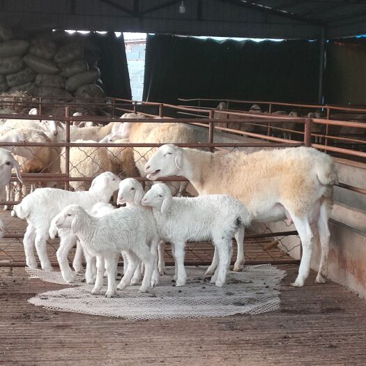 东平县羊湖羊繁殖母羊种公羊小羊苗大量出售