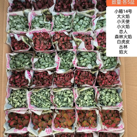 广州网纹草桌面迷你小盆栽绿植耐阴喜湿办公桌室内真彩叶观叶可爱植物