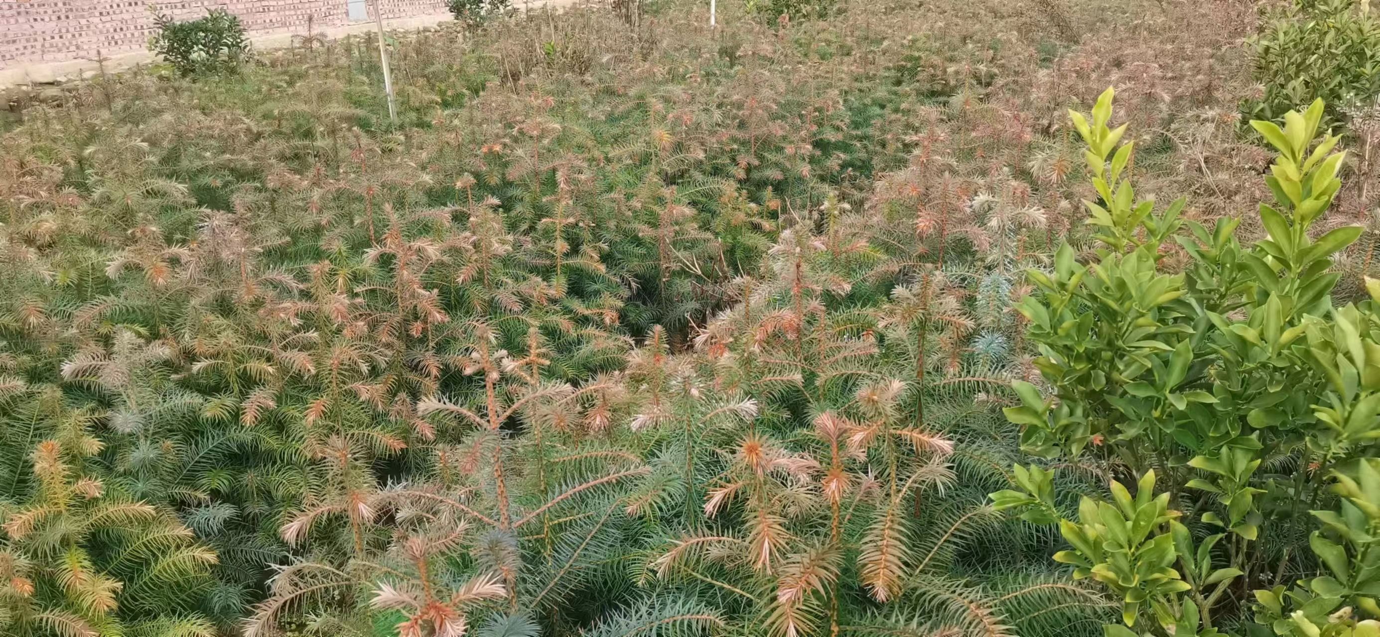 优等一年生红心杉木造林苗，适合全国各地山丘旱地土质栽培。