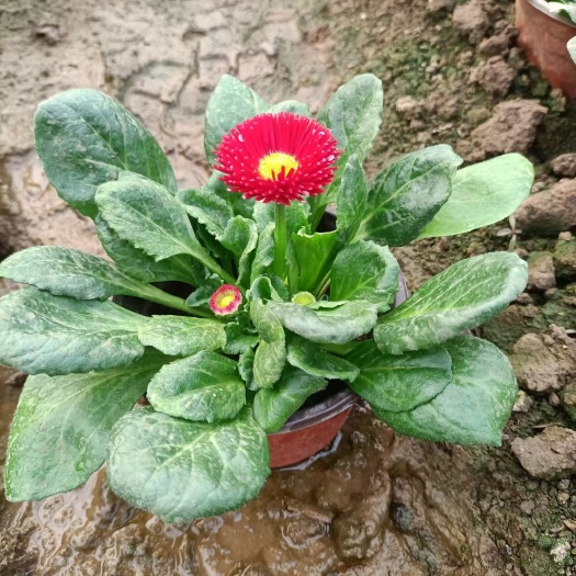 青州市雏菊 基地直销 有货损后期补发