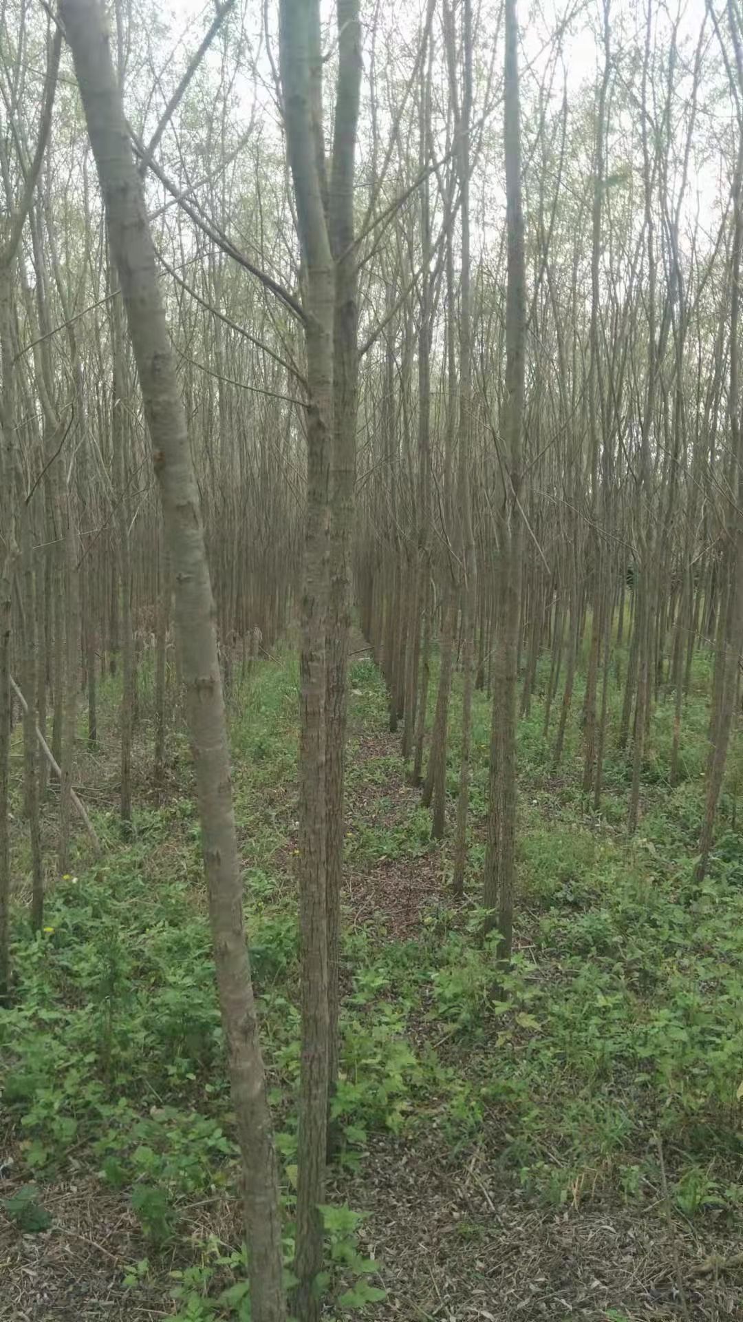 柳树竹柳直柳苗圃基地行道树农村河道绿化苗占地苗