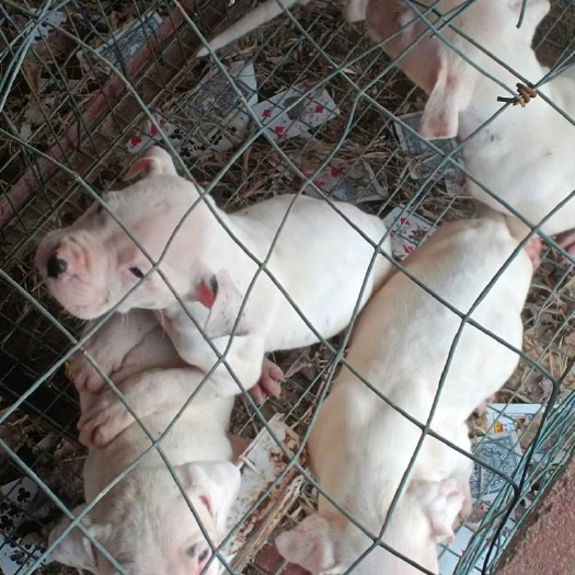 嘉祥县自养杜高犬出售