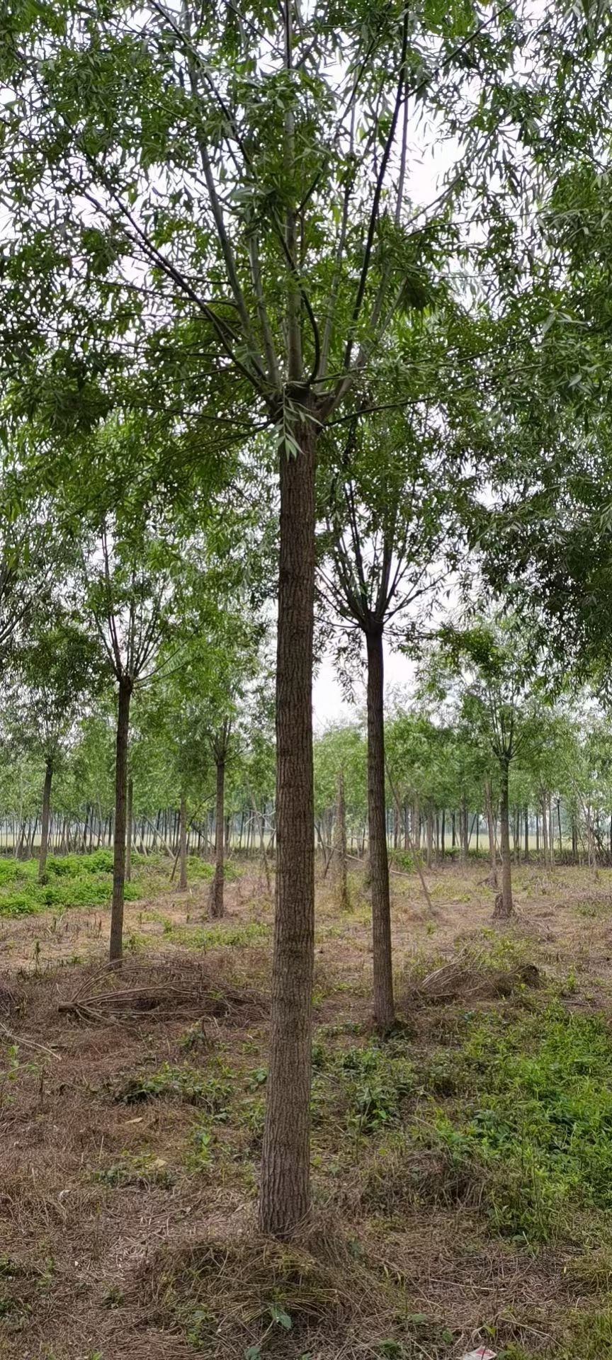 柳树竹柳直柳苗圃基地行道树农村河道绿化苗占地苗