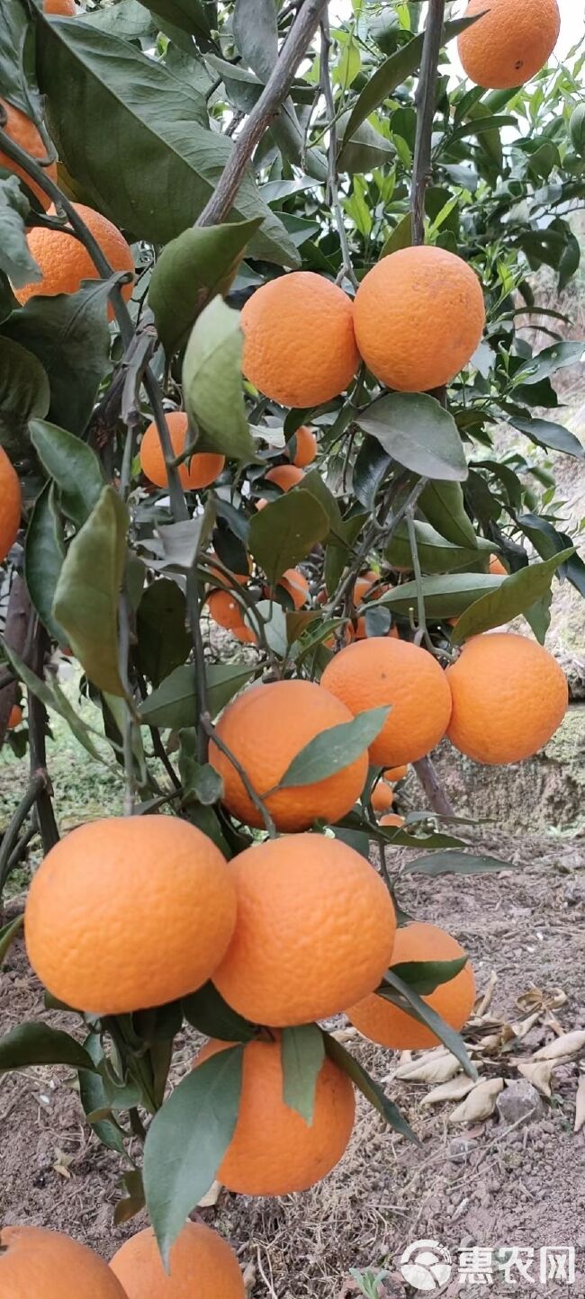 四川青见皮张个头好口味甜