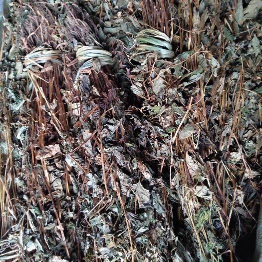邵阳鱼腥草鱼腥草水洗扎把齐手青绿，花茶凉茶，