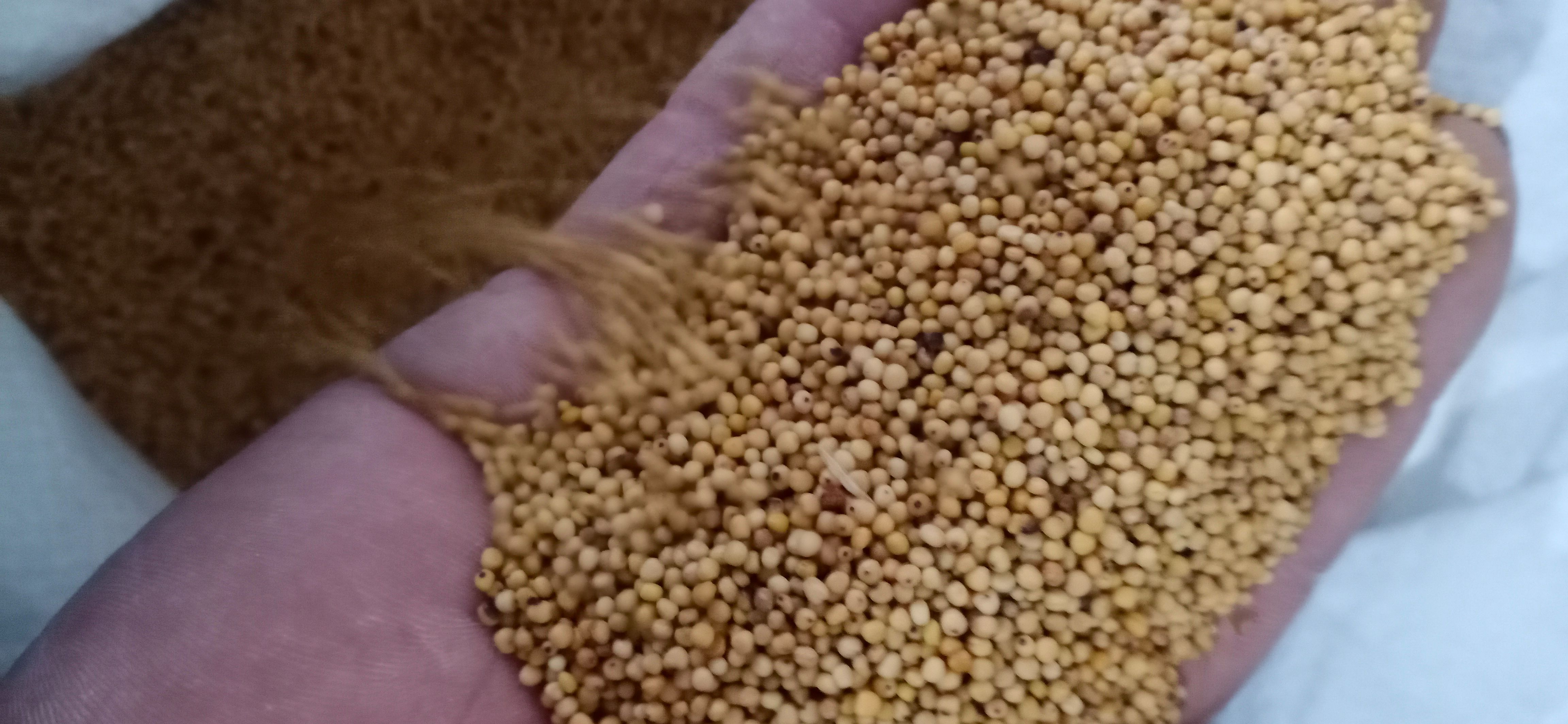 【白芥子】干净无杂，一手货源。中药材批发.质量保证规格齐全.