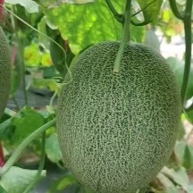 乐东县哈密瓜   小蜜25号