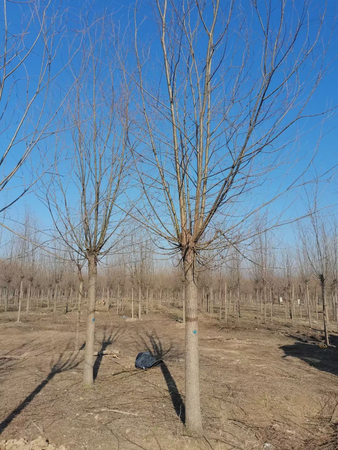 柳树竹柳直柳苗圃基地行道树农村河道绿化苗占地苗