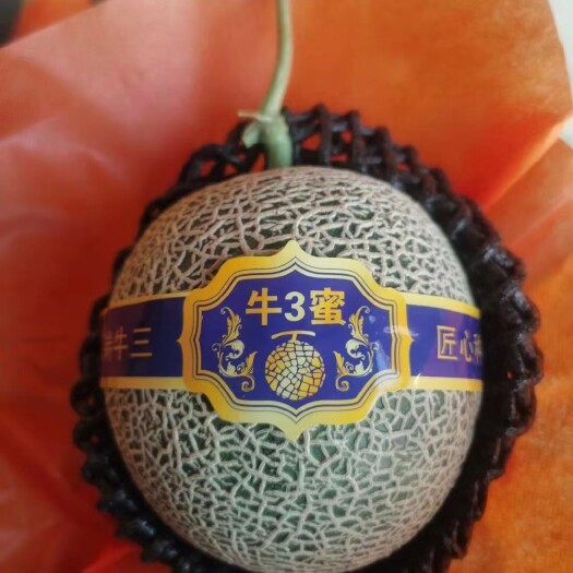 乐东县哈密瓜 网纹