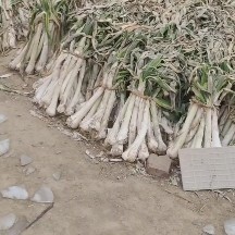 安国市鸡腿大葱