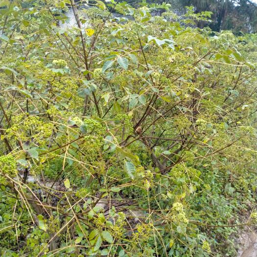 利川市中花吴茱萸