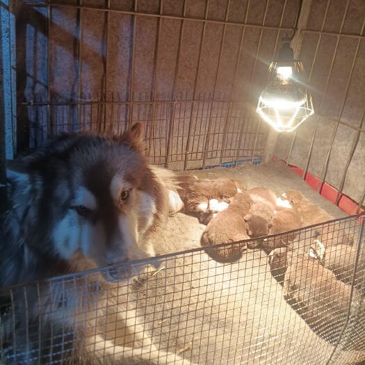 濮阳阿拉斯加幼犬