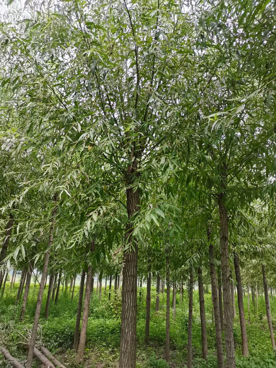 柳树竹柳直柳苗圃基地行道树农村河道绿化苗占地苗