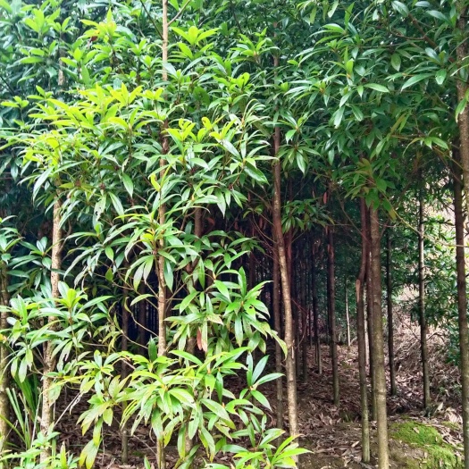 新化县竹叶楠，各种规格齐全，价格优惠，看货论价，定金发货，