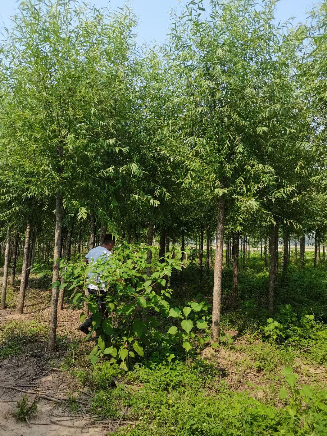 柳树竹柳直柳苗圃基地行道树农村河道绿化苗占地苗