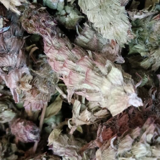 洛南县夏枯草