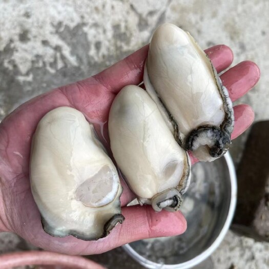 阳西县广东生蚝鲜活[咸水蚝][蚝肉][日子肉][喜宴]