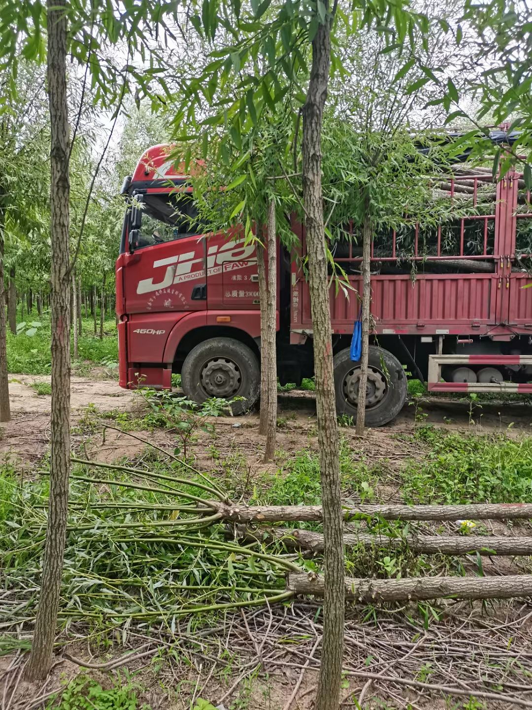 柳树竹柳直柳苗圃基地行道树农村河道绿化苗占地苗