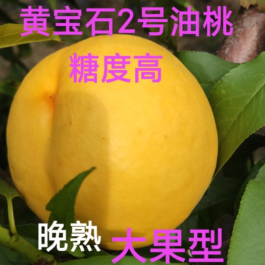 寿光市黄宝石二号油桃苗，大果型，浓甜