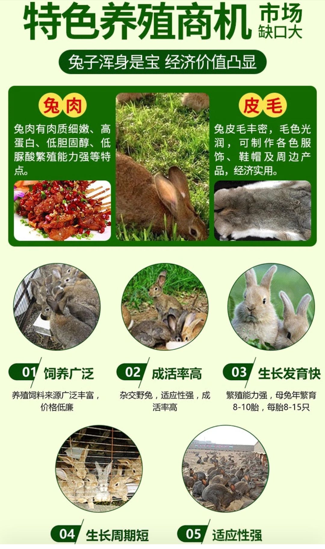 兔子，肉兔养殖场，比利时兔