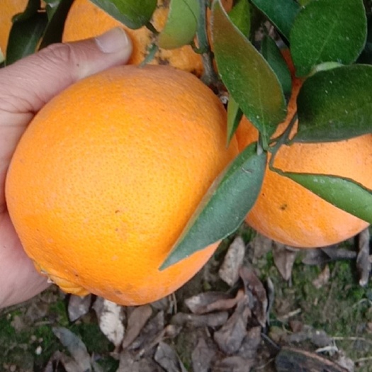 徐州小果没打蜡