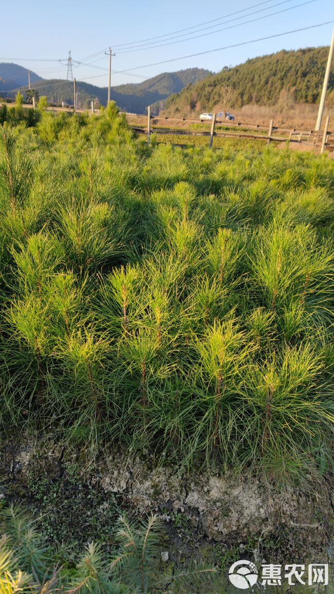 湿地松树苗油松树苗美国松洋松树苗长的快茎杆直出油高苗基地直销