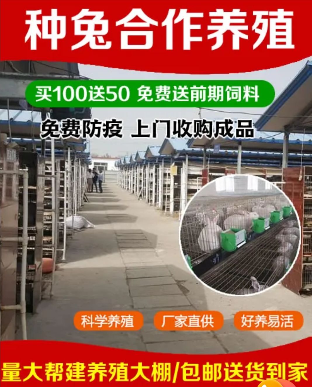 肉兔，种兔养殖场，肉兔苗