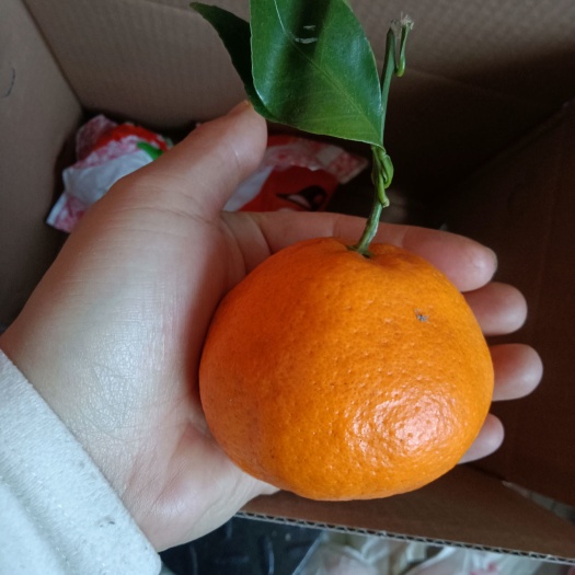 太原四川耙耙柑大自然的味道不打蜡不打甜蜜素