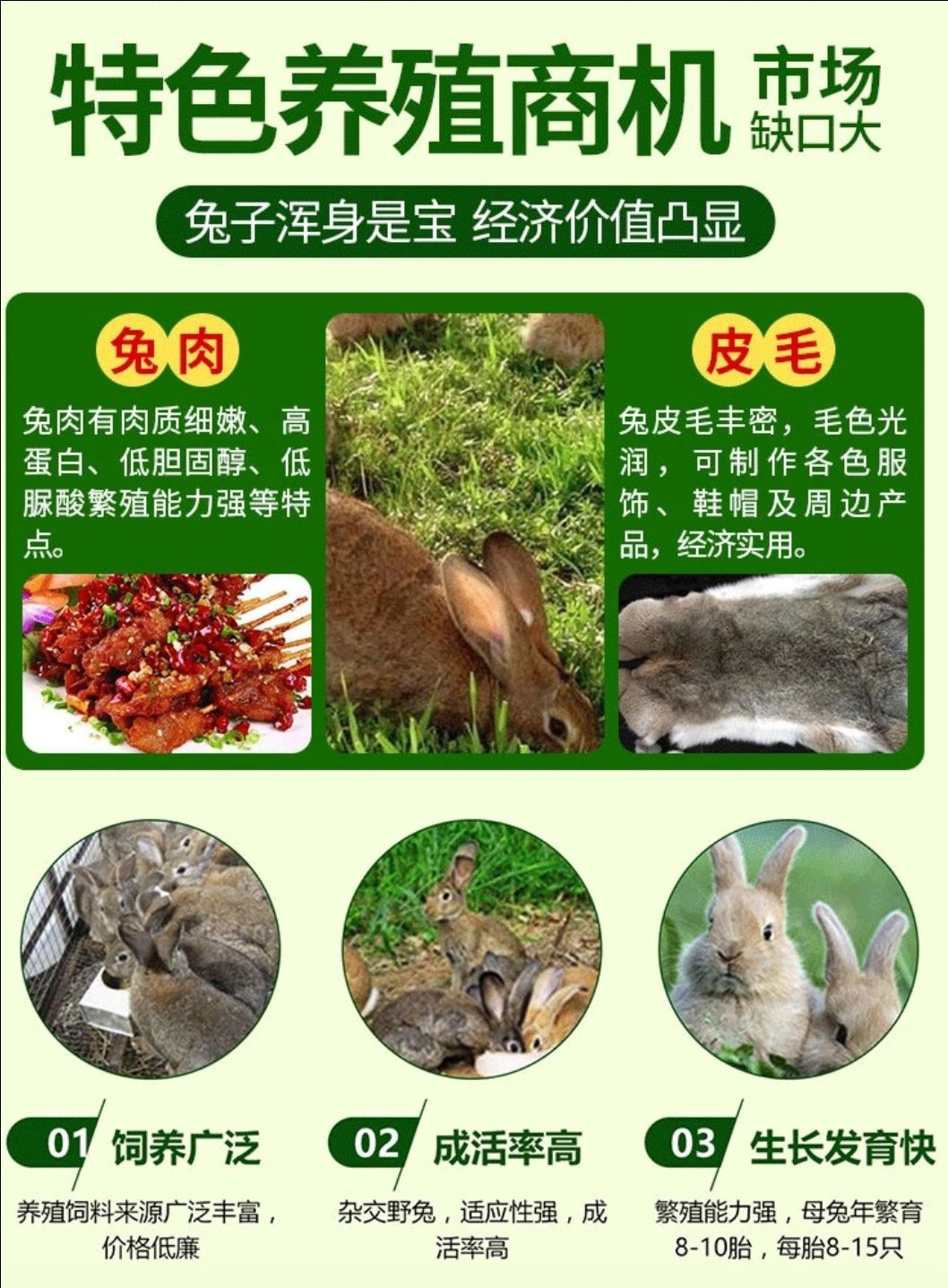 兔子，肉兔养殖场，比利时兔