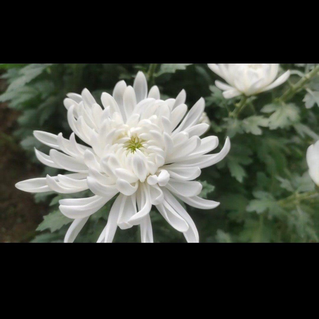鲜切菊花，白菊，黄菊，清明祭祖黄白菊！
