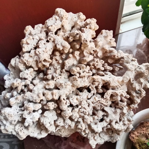 赞皇县珊瑚，鱼缸摆件