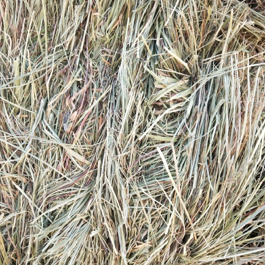 鄂温克旗天然羊草