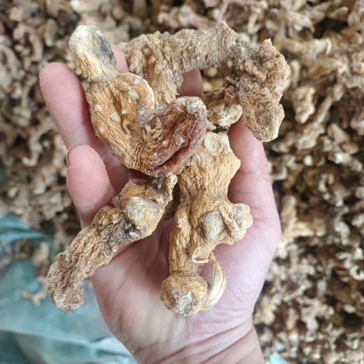 邻水县黄精