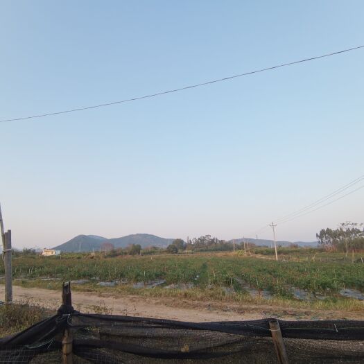 东方市小米椒通货