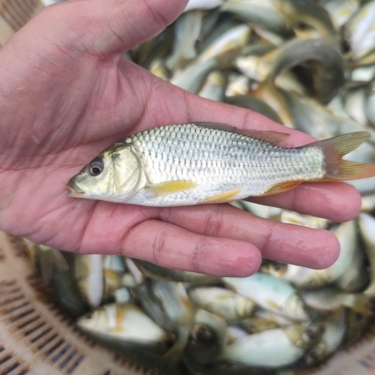 郑州郑州鲤鱼苗 夏花寸片各种规格均有销售