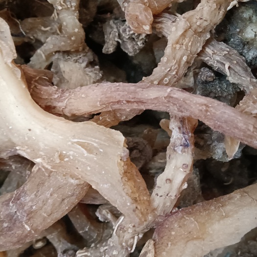 洛南县黄精