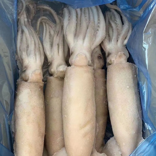 荣成市单冻鱿鱼
