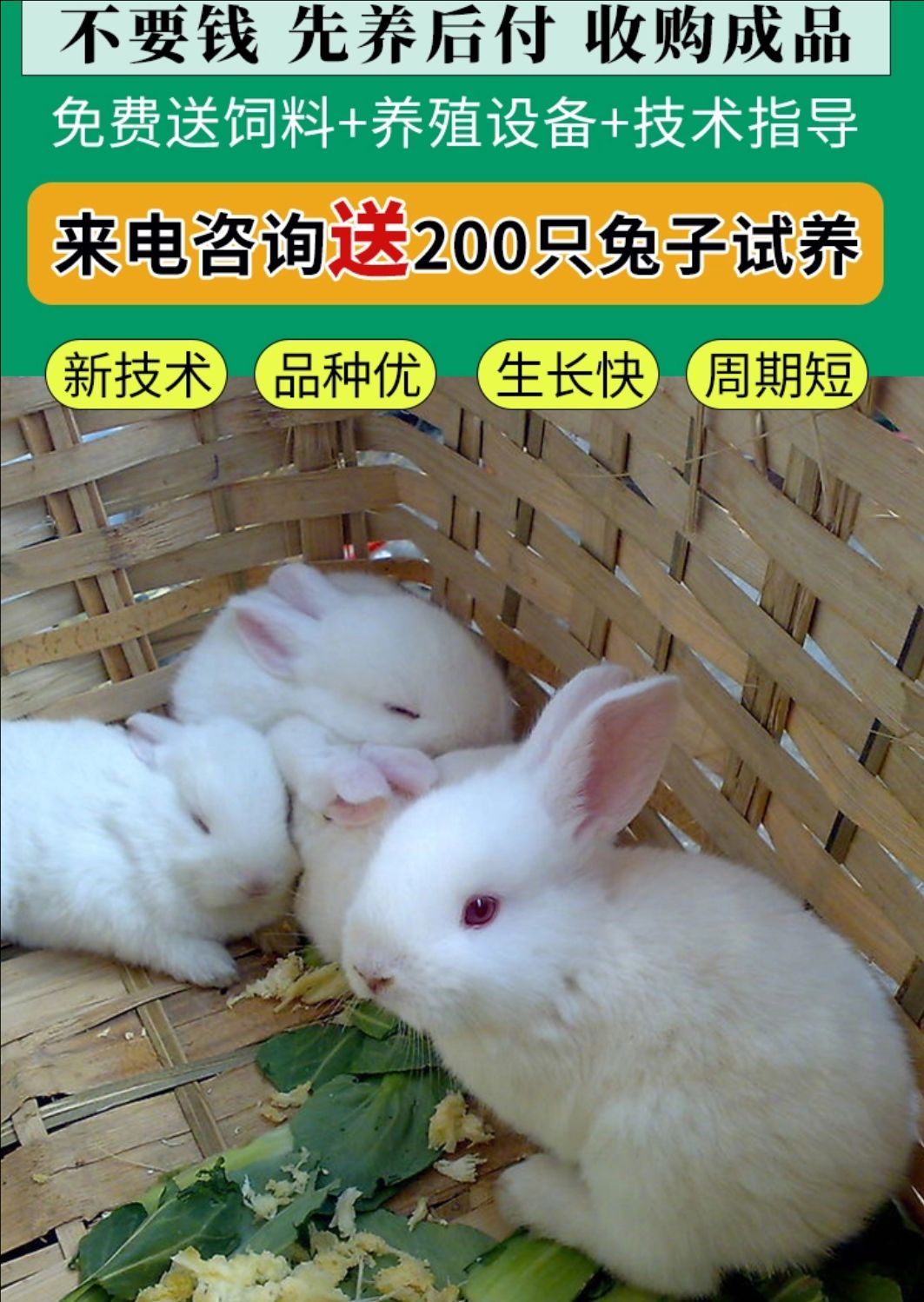 肉兔，种兔养殖场，肉兔苗
