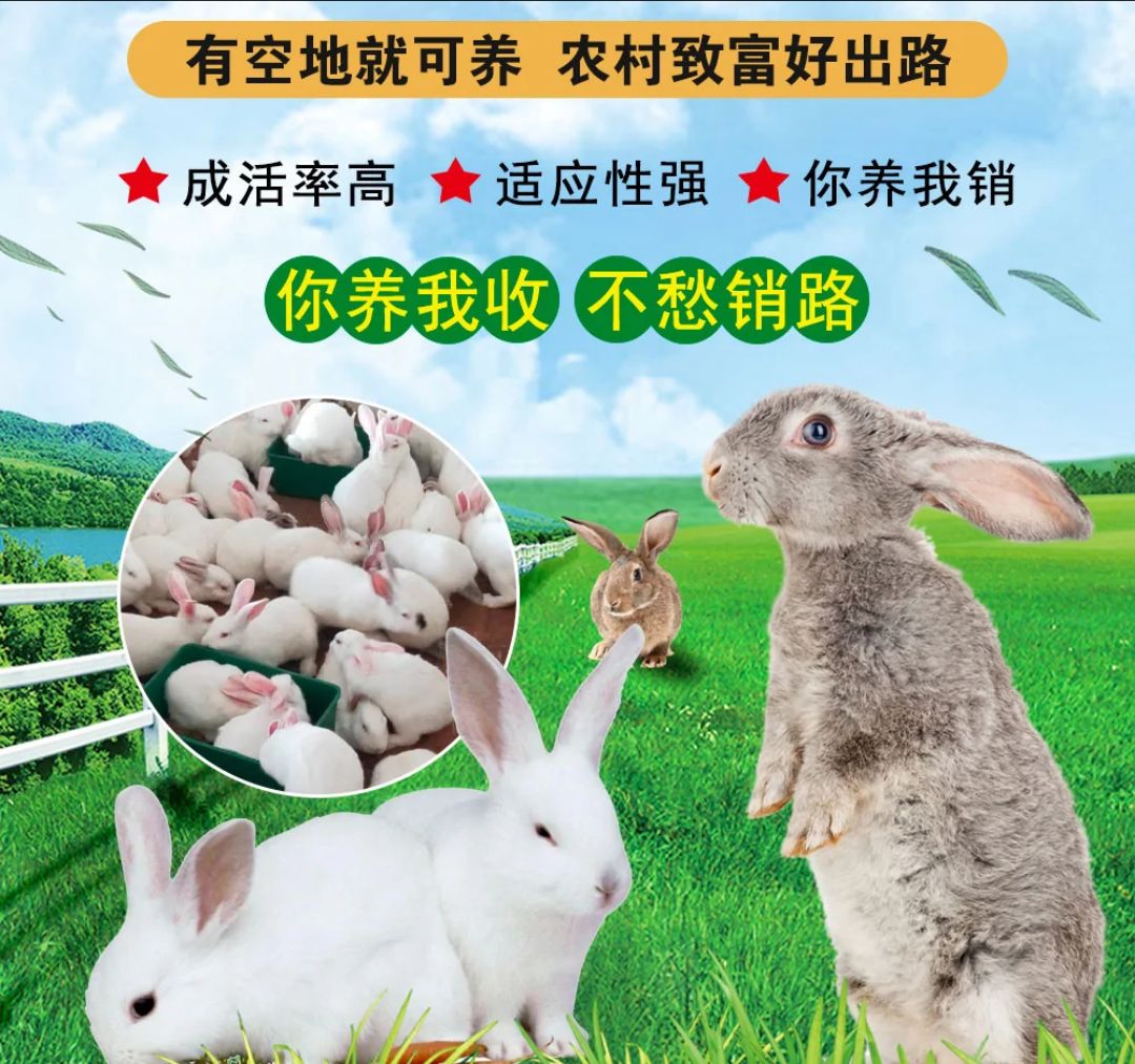 兔子，肉兔养殖场，比利时兔