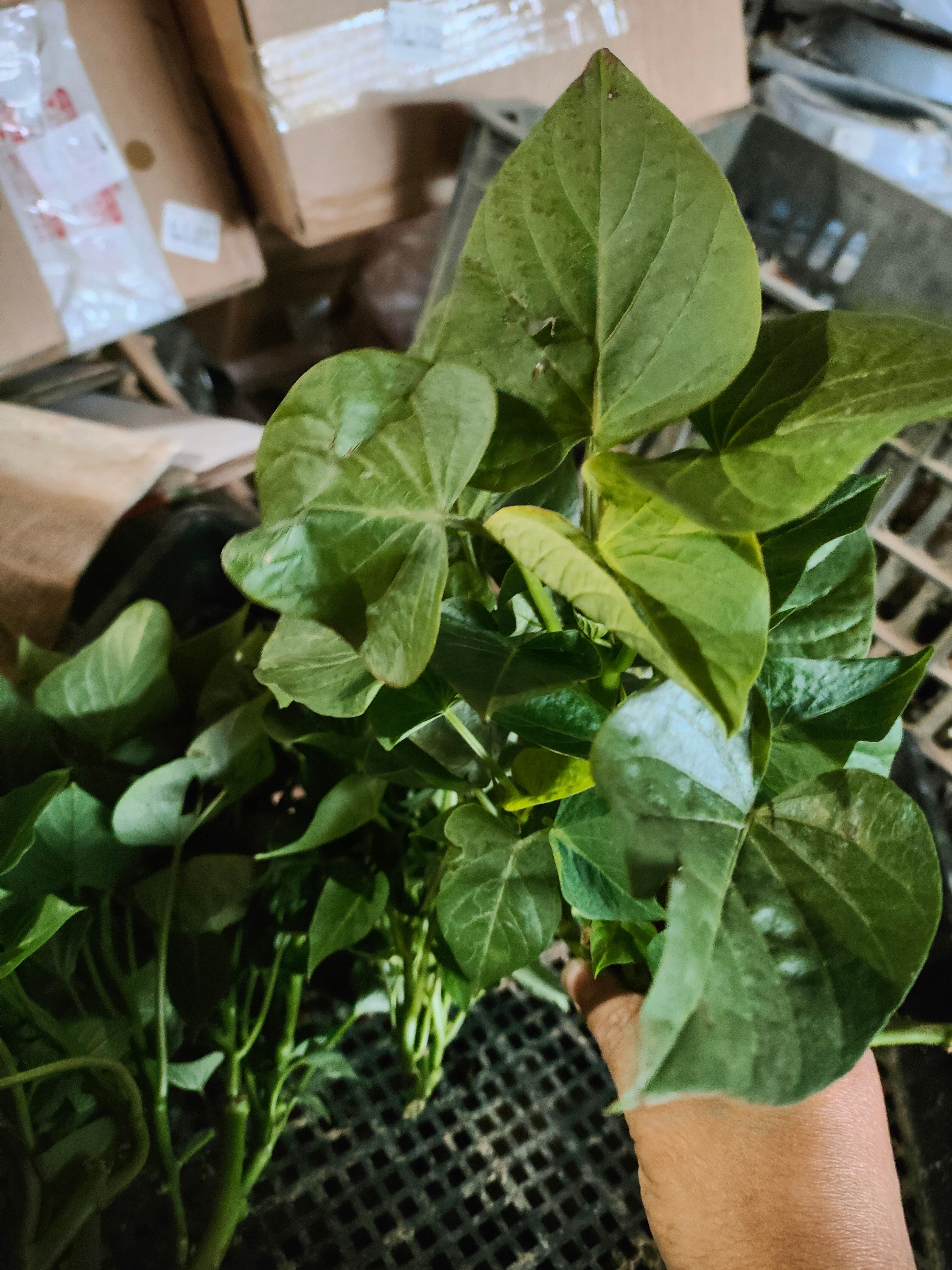 福薯18号多分叉品种地瓜叶甘薯阳台盆栽红薯苗食叶型