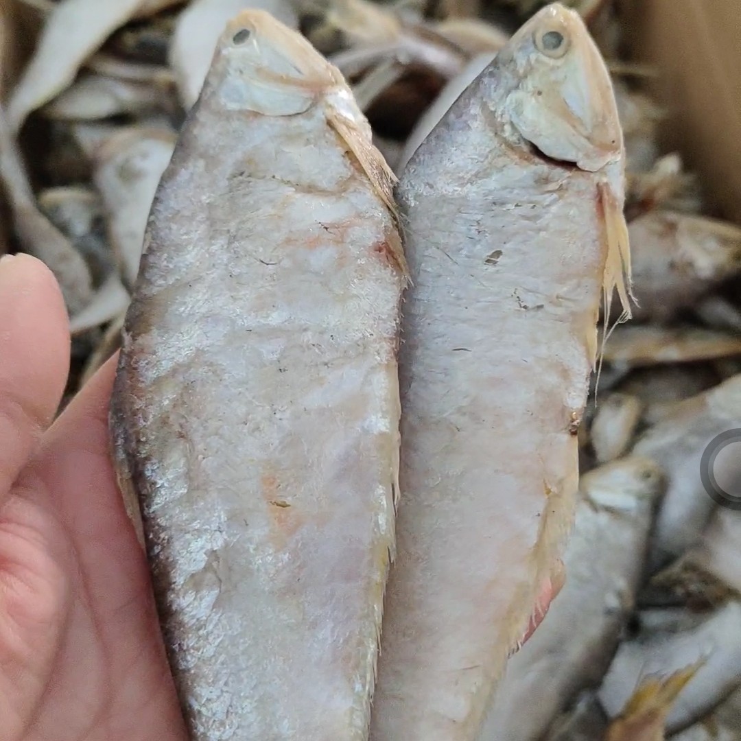 滨州马囗鱼也叫油扣鱼黄鲫子鱼！腌制咸鱼干
